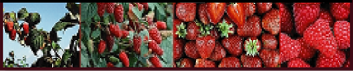 Berries Header Image