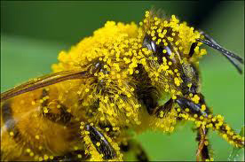 Bee With Pollen image